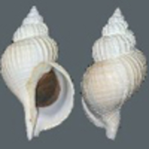 Fusitrition Oregonesis