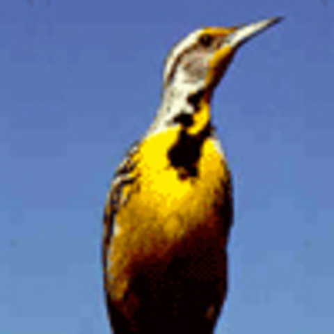 Western Meadowlark