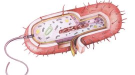 Timeline: Cultura Científica