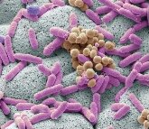 Aparición de las procariotas