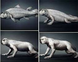 Anaximandro asigno a los primeros animales fueron ácuaticos