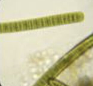 Organismos similares a cíanobacterias comenzaron a habitar los océanos