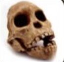 Desaparición de los Australopithecus