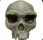 Aparición del homo Erectus