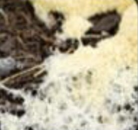 Aparecen los primeros organismos pluricelulares