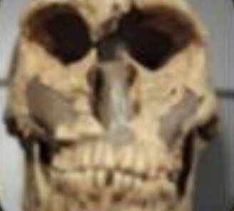 Aparición del Homo neanderthalensis