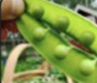 Se redescubrió el trabajo que Gregor llevó acabo sobre l naturaleza de la esencia