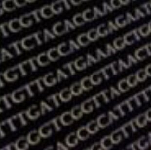 Se descifra el código genético