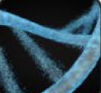 Motoo Kimura formuló la teoría neutralista de la e ilusión molecular