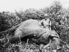 Roosevelt visits Africa