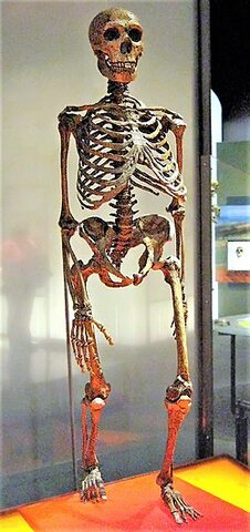 Desaparición del homo neanderthalensis