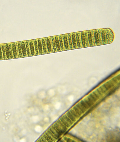 Organismos comienzan a habitar los océanos