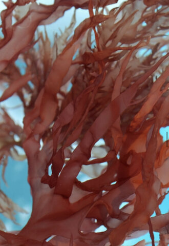 Cloroplastos, algas rojas y verdes.