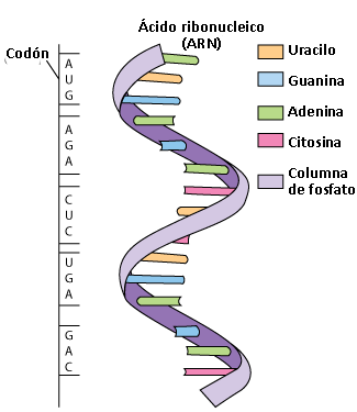 Se descifra el código genético