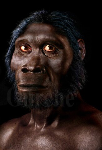 homo habilis 1,6millones