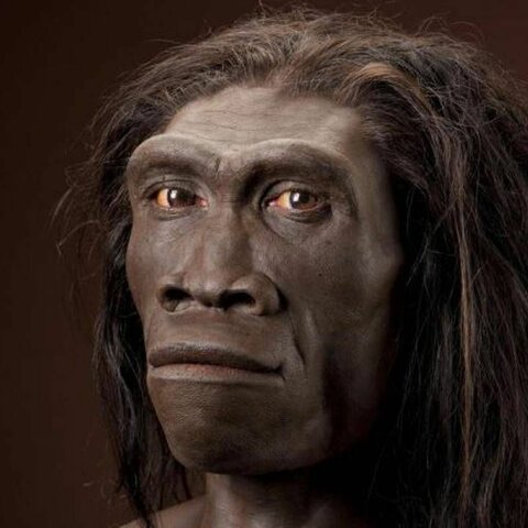 homo erectus 1,6millones