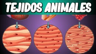 Evolución Biotecnológica, Creación de Tejidos!