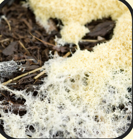 Organismos pluricelulares