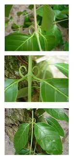 Obtención de Uncaria tomentosa.