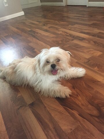 Third dog joins the fray