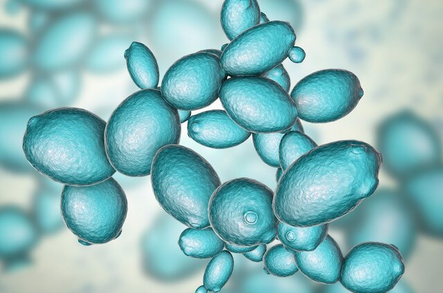 Se utiliza por primera vez un biorreactor para la producción de levaduras