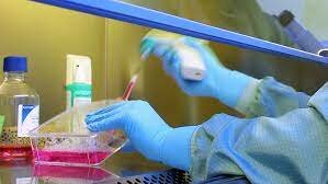 Primer fabrica de cultivos celulares