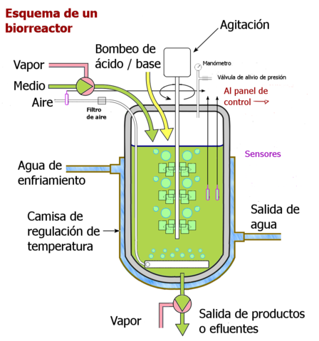 Biorreactor en columna
