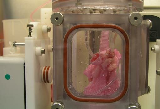 Biorreactor y organos