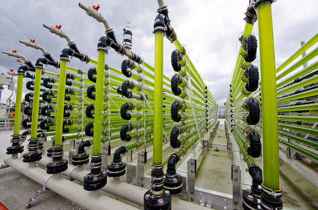 Biorreactor para producción de algas