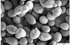 PRODUCCION DE LEVADURAS