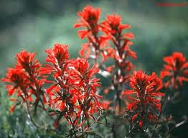 State Flower Recognized