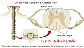 LEY DE BELL -MAGENDIE