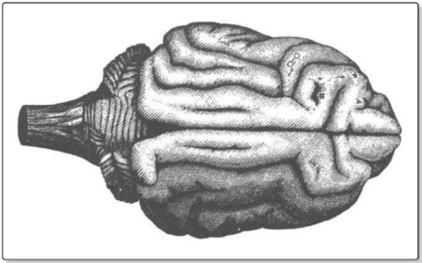 Corteza motora. Fritsch & Hitzig