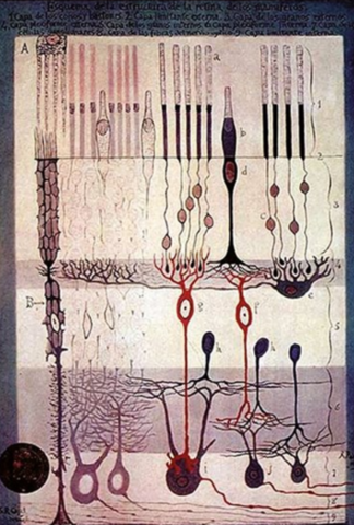 Santiago Ramón y Cajal