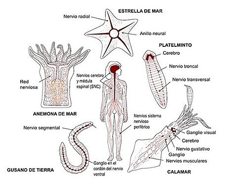 La aparición de al menos dos tipos de organización nerviosa.