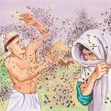 3. Mosquitos (piojos o pulgas).