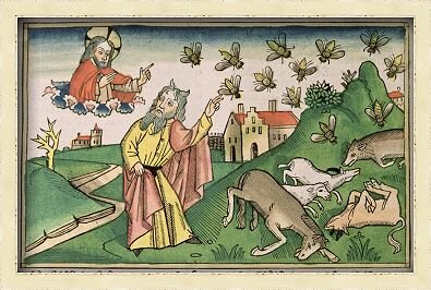 4. Tábanos (moscas)