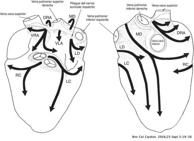 CÉLULAS GANGLIONARES