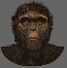 Ardipithecus