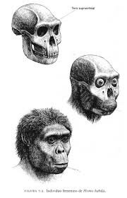 Homo Habilis