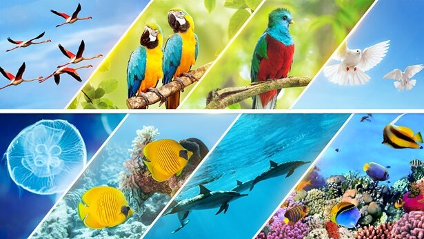 Creo a los peces y pajaros