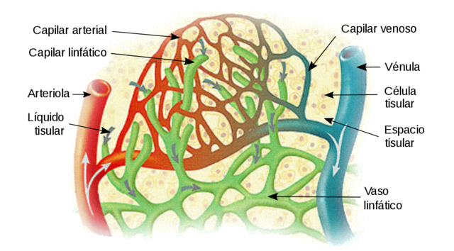 sistema de vasos linfáticos