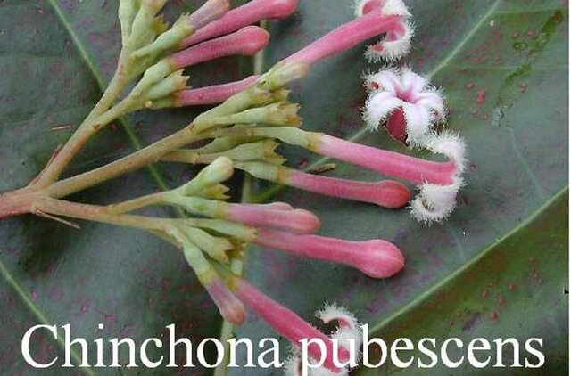 los polvos de la condesa