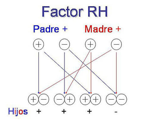 Se descubre el factor sanghineo Rh