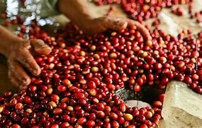 Subsidios a cambio de exportación de café, caucho, tabaco y algodón