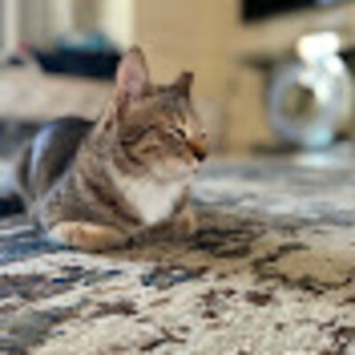 Timeline: Little_Nation