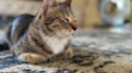 Timeline: Little_Nation