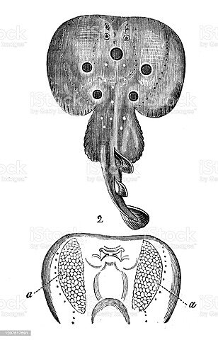 Scribonius Largo (10 a.C - 35 a.C)