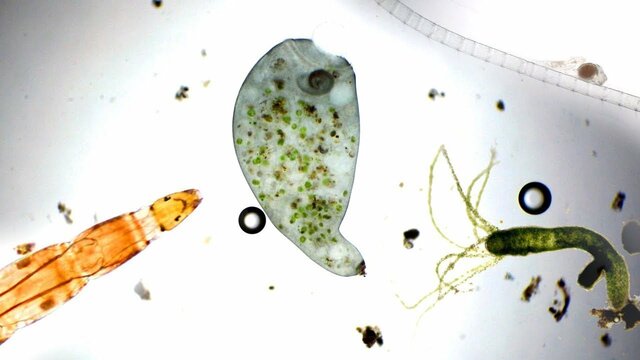 Investigation of pond water