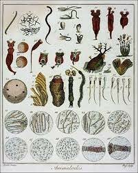 looked at pond water